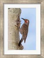Red-Shafted Flicker Outside Of Its Tree Hole Nest Fine Art Print