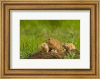 Prairie Dog Family On A Den Mound Fine Art Print