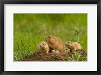 Prairie Dog Family On A Den Mound Fine Art Print