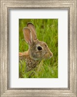 Side Portrait Of A Cottontail Rabbit Fine Art Print