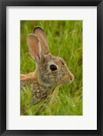 Side Portrait Of A Cottontail Rabbit Fine Art Print