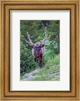 Bull Elk In The Rocky Mountain National Park Forest Fine Art Print