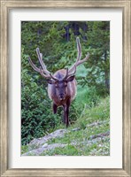 Bull Elk In The Rocky Mountain National Park Forest Fine Art Print