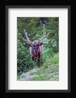 Bull Elk In The Rocky Mountain National Park Forest Fine Art Print