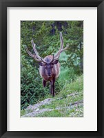 Bull Elk In The Rocky Mountain National Park Forest Framed Print