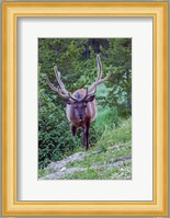 Bull Elk In The Rocky Mountain National Park Forest Fine Art Print