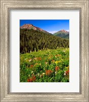 Wildflowers In Meadow Of The Maroon Bells-Snowmass Wilderness Fine Art Print