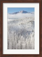 Hoarfrost Coats The Trees Of Pike National Forest Fine Art Print