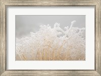 Dried Winter Grasses Covered In Hoarfrost Fine Art Print