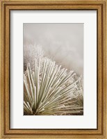 Soapweed Yucca Covered In Hoarfrost Fine Art Print