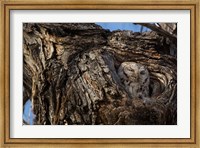Eastern Screech Owl In Its Nest Opening Fine Art Print