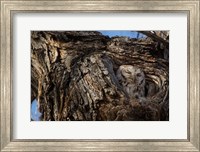 Eastern Screech Owl In Its Nest Opening Fine Art Print