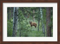 Cinnamon Phase Black Bear In A Forest Fine Art Print