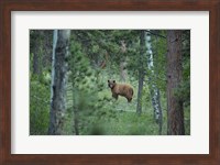 Cinnamon Phase Black Bear In A Forest Fine Art Print