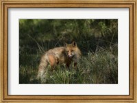 Red Fox In A Meadow Fine Art Print