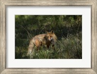 Red Fox In A Meadow Fine Art Print