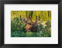 Bull Moose With Velvet Antlers Fine Art Print