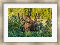 Bull Moose With Velvet Antlers Fine Art Print