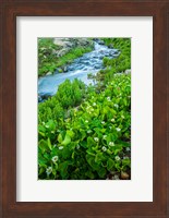 Stream Cascade With Spring Marigolds, Colorado Fine Art Print