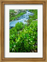 Stream Cascade With Spring Marigolds, Colorado Fine Art Print