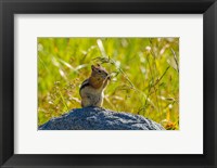 Golden-Mantled Ground Squirrel Eating Grass Seeds Fine Art Print