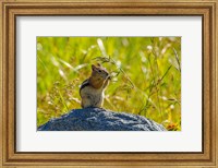 Golden-Mantled Ground Squirrel Eating Grass Seeds Fine Art Print