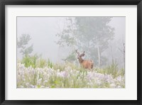 Male Mule Deer In A Foggy Meadow Fine Art Print