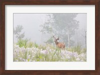 Male Mule Deer In A Foggy Meadow Fine Art Print