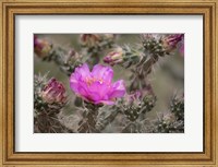 Tree Cholla Cactus In Bloom Fine Art Print