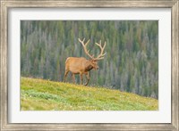 Bull Elk In Velvet Walking Fine Art Print