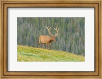 Bull Elk In Velvet Walking Fine Art Print