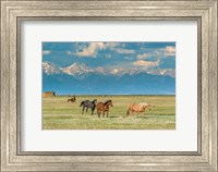 Heard Of Horses In Hayfield, San Luis Valley Fine Art Print