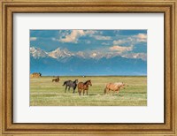 Heard Of Horses In Hayfield, San Luis Valley Fine Art Print