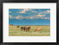 Heard Of Horses In Hayfield, San Luis Valley Fine Art Print