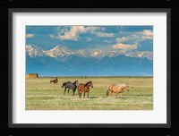 Heard Of Horses In Hayfield, San Luis Valley Fine Art Print