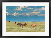 Heard Of Horses In Hayfield, San Luis Valley Fine Art Print