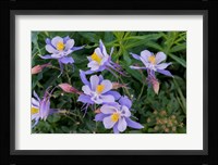 Colorado Columbine Fine Art Print