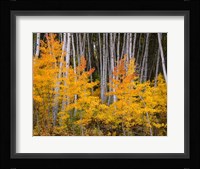 Autumn Aspen Grove In The Grand Mesa National Forest Fine Art Print