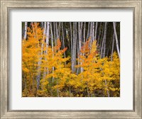 Autumn Aspen Grove In The Grand Mesa National Forest Fine Art Print