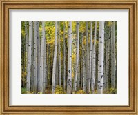 Aspen Displays Fall Color In The West Elk Mountains Fine Art Print