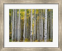 Aspen Displays Fall Color In The West Elk Mountains Fine Art Print