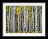 Aspen Displays Fall Color In The West Elk Mountains Fine Art Print