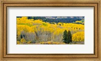 Autumn Grove Panorama At The Base Of The Ruby Range Fine Art Print