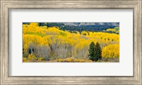 Autumn Grove Panorama At The Base Of The Ruby Range Fine Art Print