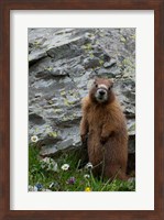 Yellow-Bellied Marmot Fine Art Print
