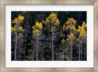 Autumn Yellow Aspen In The Uncompahgre National Forest Fine Art Print