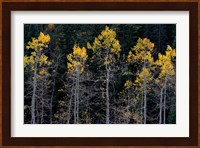Autumn Yellow Aspen In The Uncompahgre National Forest Fine Art Print