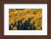 Golden Aspen Of The Uncompahgre National Forest Fine Art Print