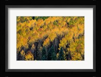 Golden Aspen Of The Uncompahgre National Forest Fine Art Print