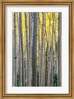 Gathering Of Yellow Aspen In The Uncompahgre National Forest Fine Art Print
